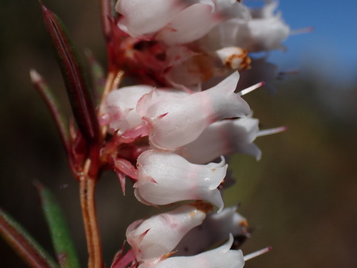 Utterlynaked Heath (Erica omninoglabra)