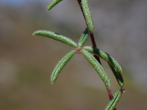 Concave Indigo (Indigofera concava)
