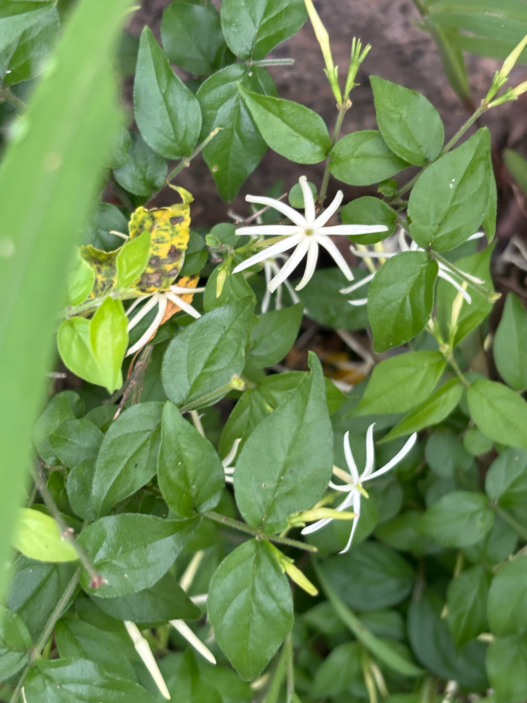 Jasminum streptopus, Central, ZM, by troos