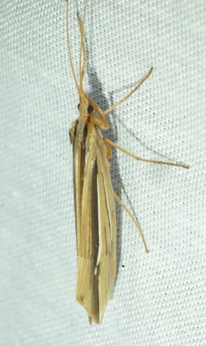 iNaturalist observation photo of Beautiful Northern Caddisfly