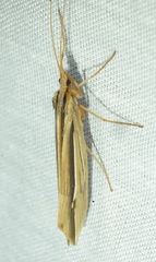 Psychoglypha bella