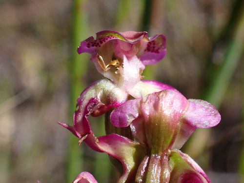 Marsh Kappie (Disperis paludosa)