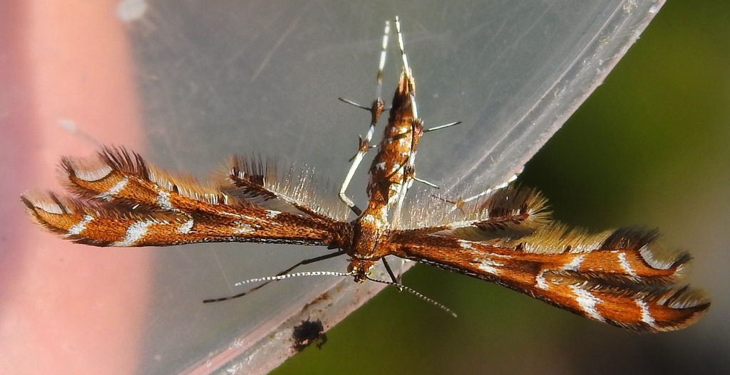 Small Plume