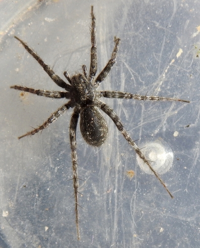 Pardosa nigra
