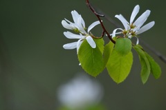 Amelanchier cusickii