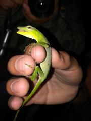 Anolis soinii