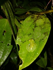 Chimerella mariaelenae