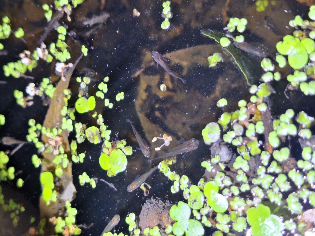 Dusky Millions Fish (Phalloceros caudimaculatus)