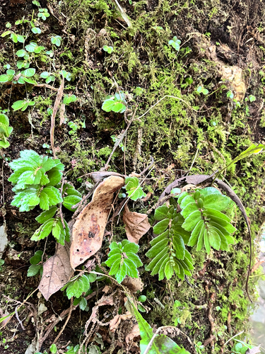 Elatostema monandrum