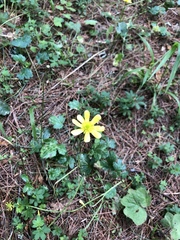 Ranunculus petiolaris