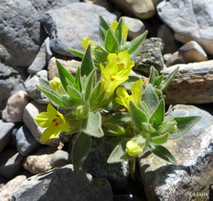 Mohavea breviflora
