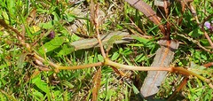 Rumex flexuosus