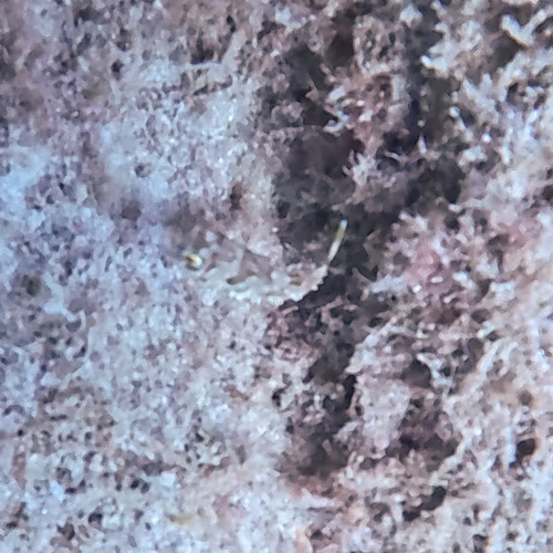 Sphoeroides marmoratus