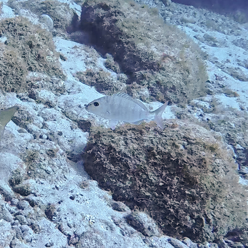 Lithognathus mormyrus