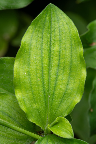 tropical spiderwort