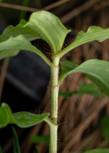 tropical spiderwort