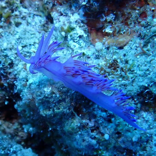 Flabellina affinis