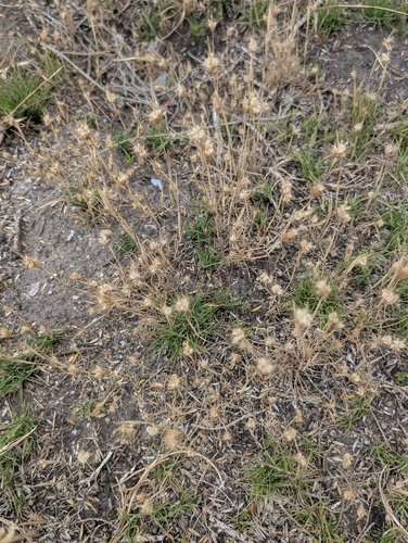 mediterranean beard grass (Polypogon maritimus)