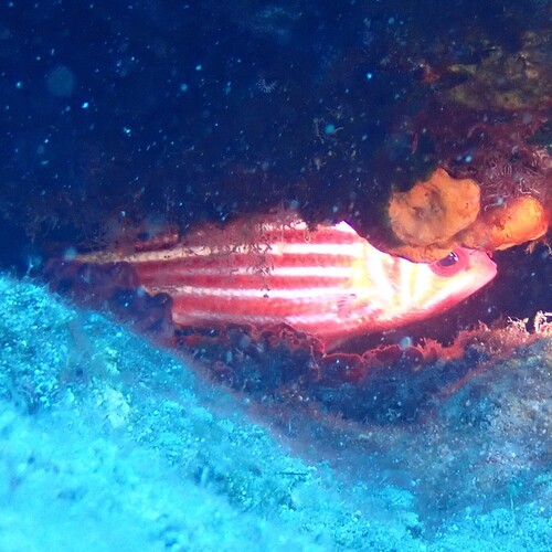 Sargocentron rubrum