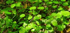 Hydrocotyle robusta