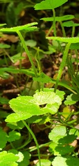 Hydrocotyle robusta