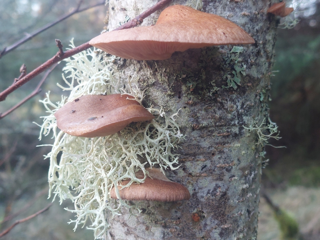 Sarcomyxa serotina · December 2025 · photo: © westerbraenature (iNaturalist, cc0)