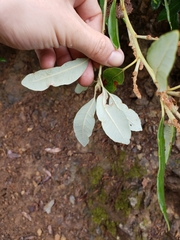 Notholithocarpus densiflorus echinoides