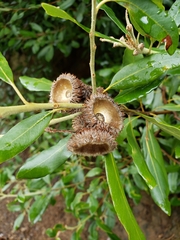 Notholithocarpus densiflorus echinoides