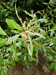 Notholithocarpus densiflorus echinoides