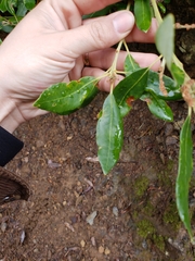 Notholithocarpus densiflorus echinoides
