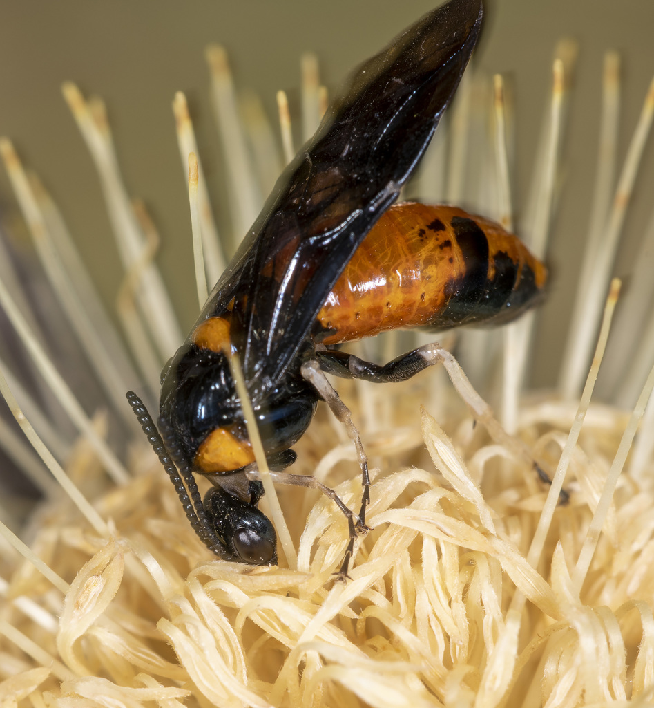 Cattle-poisoning sawfly from Cygnet TAS 7112, Australia on January 25 ...