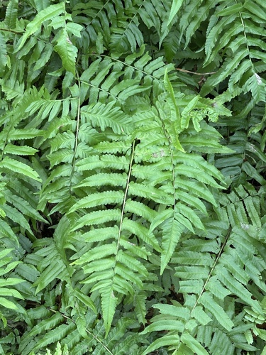 Vegetable Fern (Diplazium esculentum)