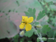 Chelidonium asiaticum