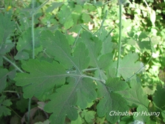 Chelidonium asiaticum