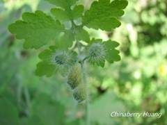 Chelidonium asiaticum
