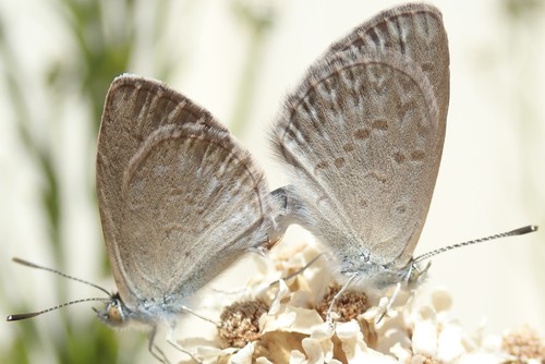 Lesser Grass Blue, photo 7 of 9
