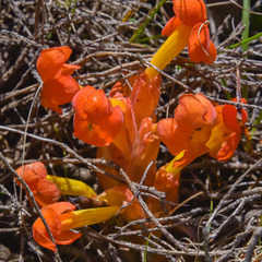 Harveya scarlatina