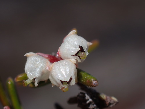 Blunt Heath (Erica obtusata)