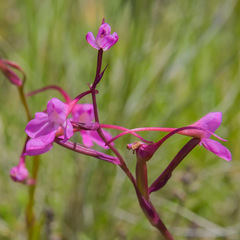 Disa oreophila