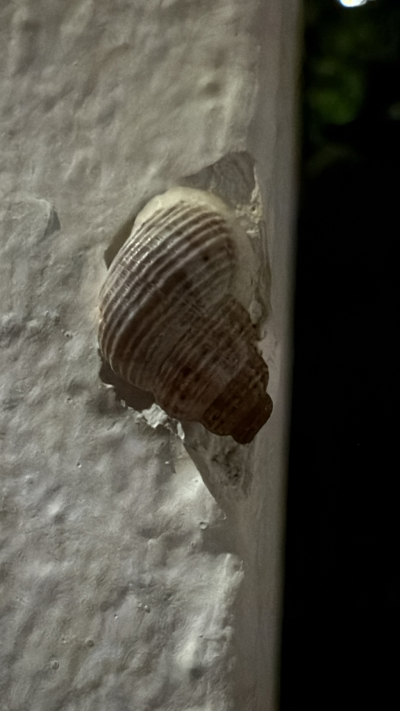 Tudora megacheilos