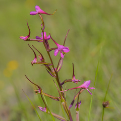 Disa oreophila