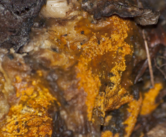 Hypomyces aurantius