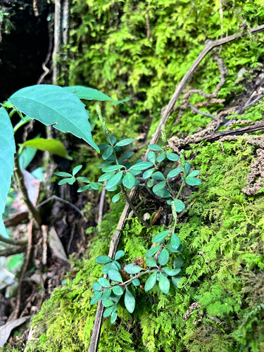 acorn peperomia
