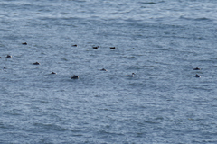 Aechmophorus occidentalis