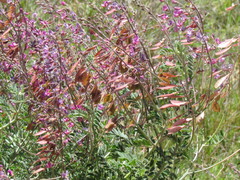 Lessertia brachystachya