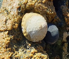 Bembicium