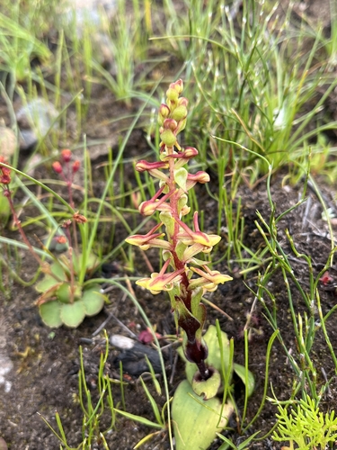 Pygmy Satyre (Satyrium pygmaeum)