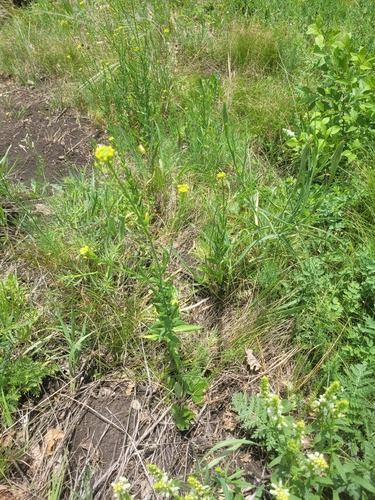littlepod false flax (Camelina microcarpa)