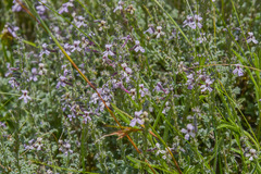 Jamesbrittenia pristisepala