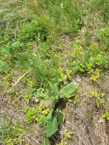 Pasture hawksbeard (Crepis pannonica)